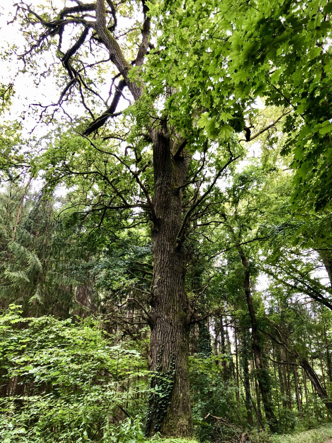 Der Baum als treuer Begleiter