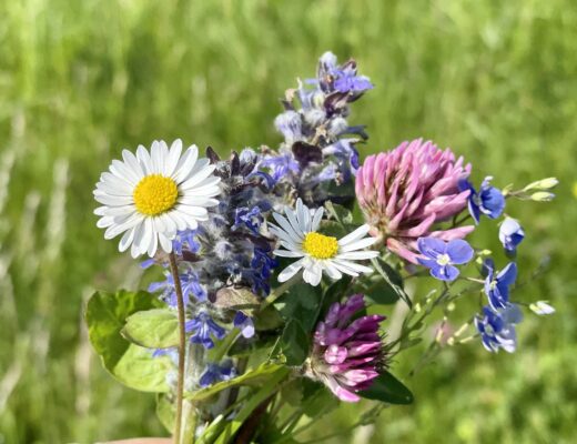 Zehn wunderbare essbare Wildkräuter