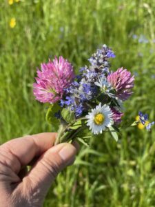Wildkräuter sind essbare Pflanzen