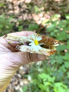 Wildkräuter sind essbare Pflanzen
