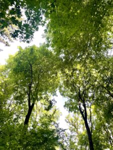 Waldbaden After Work in 6 Schritten